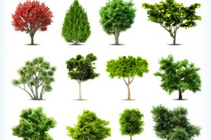 云南省城市绿化树种名录（乔木、灌木、草本、藤本、竹类、水生植物）