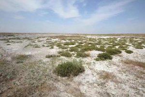 CJJT283-2018 园林绿化工程盐碱地改良技术标准（最新规范）