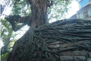 提取自揭阳旧城改造规划