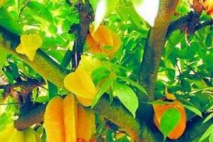 青岛西海岸新区乡村振兴建设规划