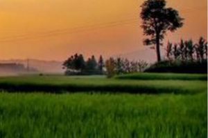 乡村振兴博览园产业策划方案