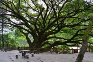 四川西充县金源乡乡村振兴规划