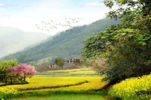 新津县乡村振兴战略规划