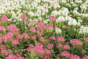 剑阁县绿创康养文化乡村旅游文旅库产业园概念规划