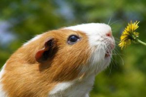 邓州市白牛镇谷社村乡村振兴发展规划