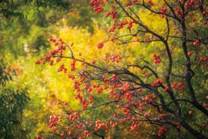 西安临潼区山任村乡村振兴发展规划