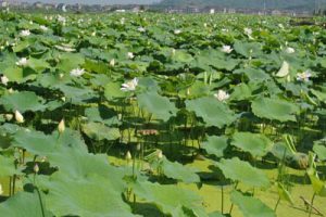 环溪村项目规划设计