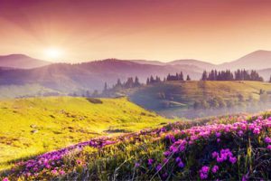 中国成都牡丹花海文化旅游产业园总体规划