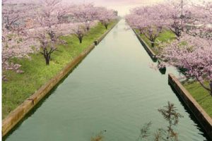 湖北省枝江市乡村振兴战略规划成果