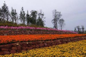 青岛市洋河镇乡村旅游规划