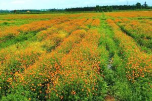 海南琼海龙寿洋田野公园总规