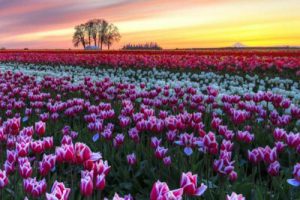 长沙县春华现代农业示范园项目规划