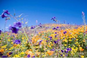 贵州下坝村乡村旅游总规