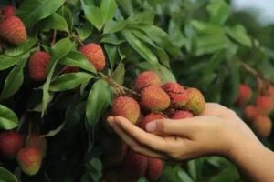 广东惠州MW村村庄规划