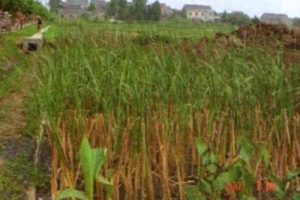 河南省村庄整治