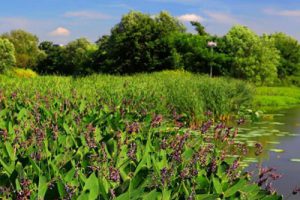 南京江宁西部美丽乡村核心区上范兴范村庄规划
