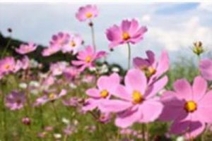 北京市通州区漷县镇龙庄村村庄规划