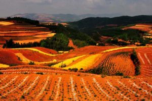 广州市美丽乡村示范村庄规划编制