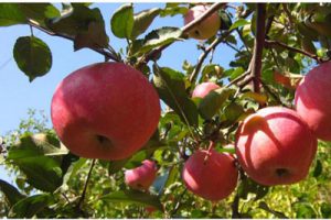 贵州悦心云谷生态农业建设项目