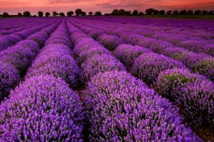 卓达新农村产业建设示范区前期策划研究