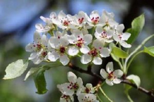 江苏南京丰收程桥现代农业项目策划