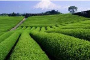 贵州锦屏龙池多彩田园农文旅产业规划