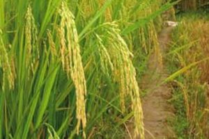 广州九佛农业高新示范园区规划