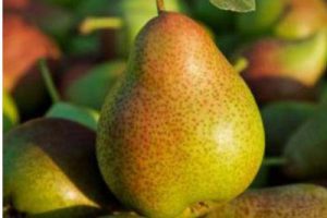 海西农业观光园