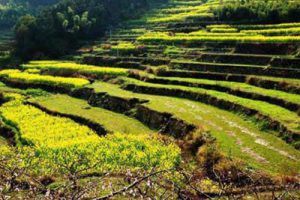 长江江心洲（靖江）生态农业与旅游规划设计