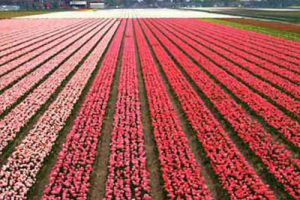 中国北京农业生态谷概念性规划设计