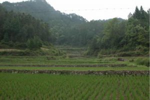 温州文成隐山湖生态农业观光规划