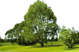 太极湖户外营地项目策划设计方案