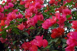 柳州莲花山风景区环江滨水大道B段景观绿化工程方案设计