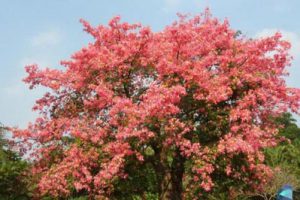 汕头海湾公园景观概念规划