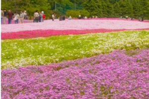常州嘉泽花海大道二期道路景观设计