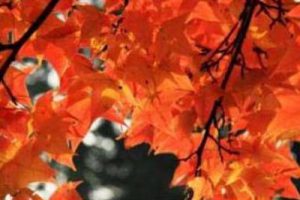 青浦区盈浦街道道路整治规划