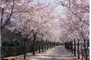 天津滨海新区于家堡CBD起步区总体景观设计