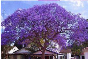 观光路综合整治工程