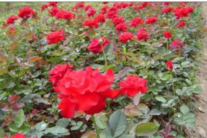 青岛世园大道景观方案设计