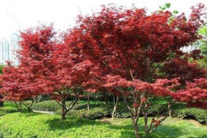 东湖绿道二期茶园概念设计