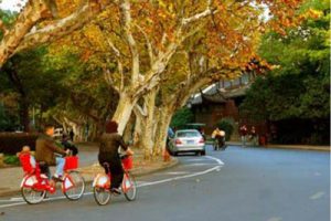 万科上海南站绿轴项目