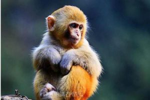 重庆金佛山度假区规划