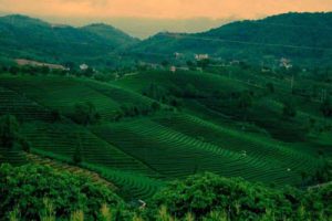 贵州独山创艺茶园修建性详细规划