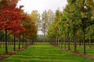 东营市中心城森林公园一期工程修建性详细规划项目