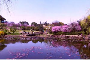 双山岛梅园景观设计