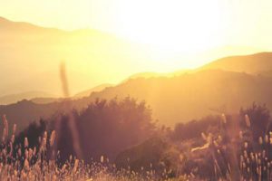 龙岩植物园项目策划及概念性规划方案设计