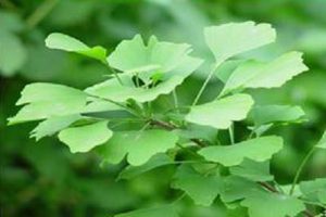 西安植物园新园区修建性详细规划