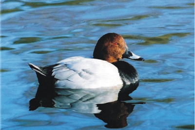 广州南沙滨海湿地公园总体概念规划方案