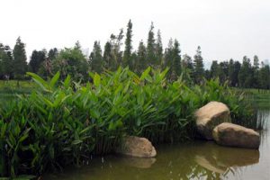 深圳东部华侨城大地公园