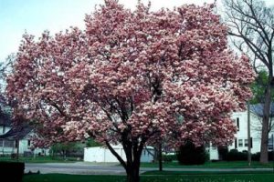 苏州工业园时代广场景观深入设计